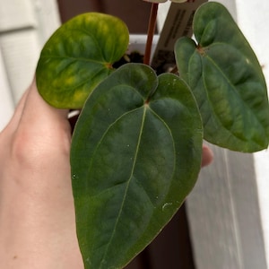 May include: Close-up of a plant with large, heart-shaped, dark green leaves. One leaf has yellow patches. The plant is held in a small white pot. The leaves have prominent veins and a smooth texture. A small tag is visible.