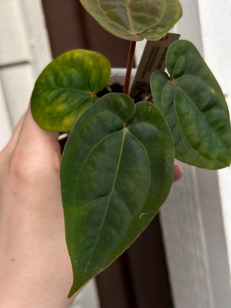 May include: Close-up of a plant with large, heart-shaped, dark green leaves. One leaf has yellow patches. The plant is held in a small white pot. The leaves have prominent veins and a smooth texture. A small tag is visible.