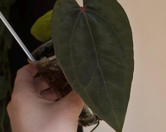 Anthurium NSE AOS x Port Clone - Exact Plant