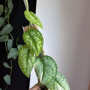 Scindapsus Matcha - Etsy
