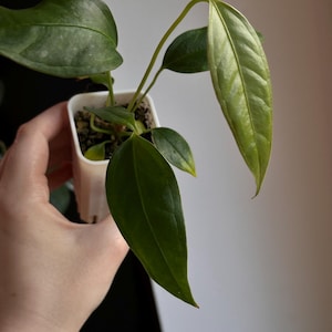 Strap Leaf Anthurium - Etsy