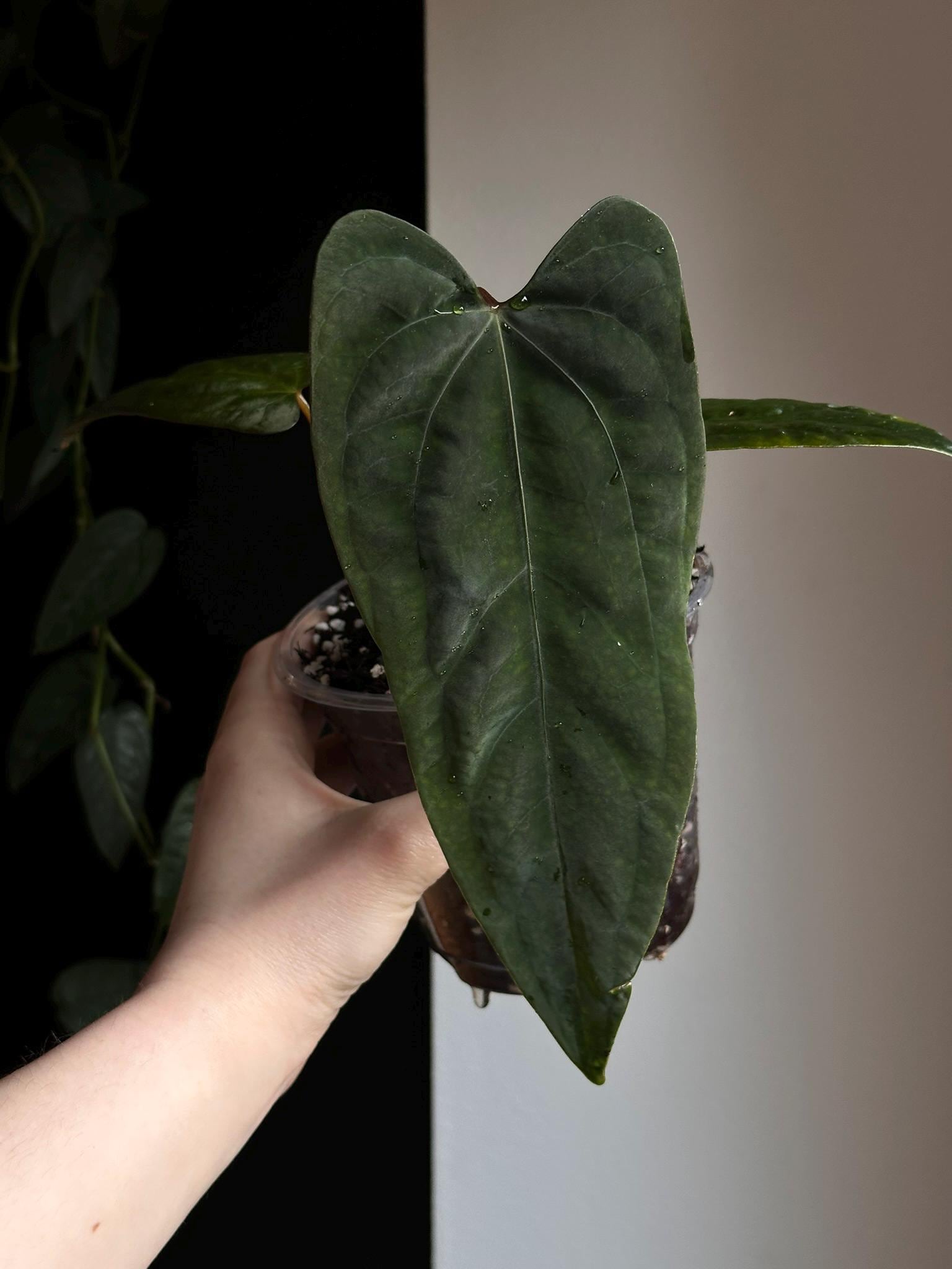 Anthurium Papillilaminum X Fort Sherman - Etsy