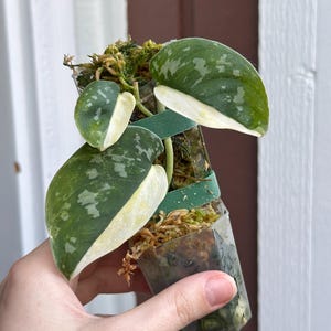 Scindapsus Matcha - Etsy