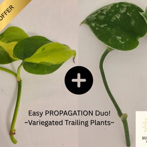 Propagation Bundle: Philodendron Brasil + Satin Pothos Cuttings | Easy-Care Vining/Trailing Houseplants
