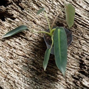 Philodendron spiritus-sancti (5 pot) free shipping