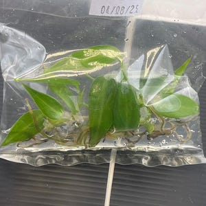 Philodendron Spiritus sancti  (5 plantlet/bag) Tissue culture