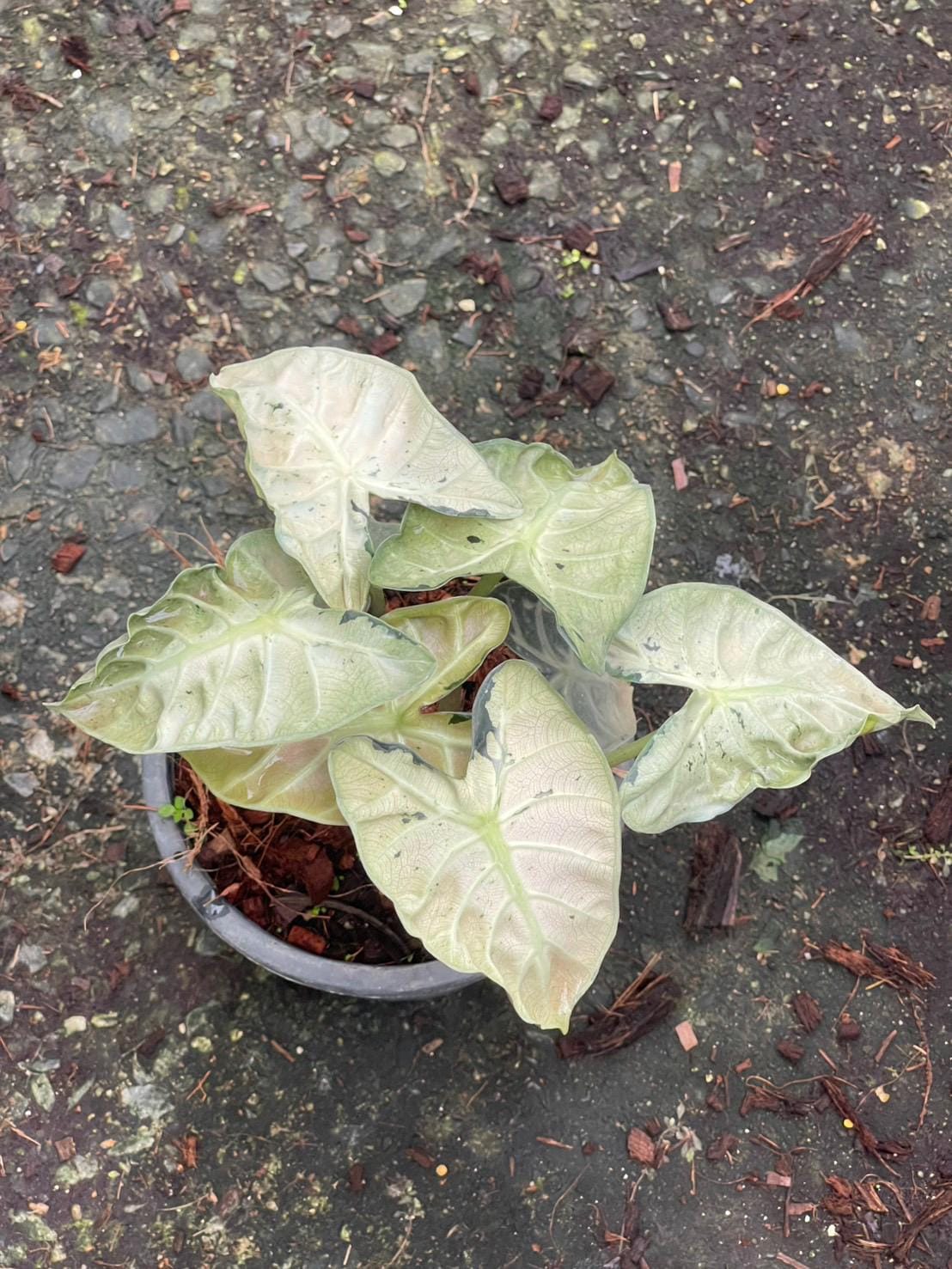 アロカシア ハートバルーン ピンク 斑入り Heart Balloon var. アロカシア ハートバルーン ピンク 斑入り Heart Balloon var