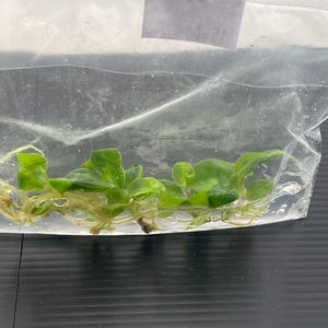 Philodendron Billietiae (5 plantlet/bag) Tissue culture