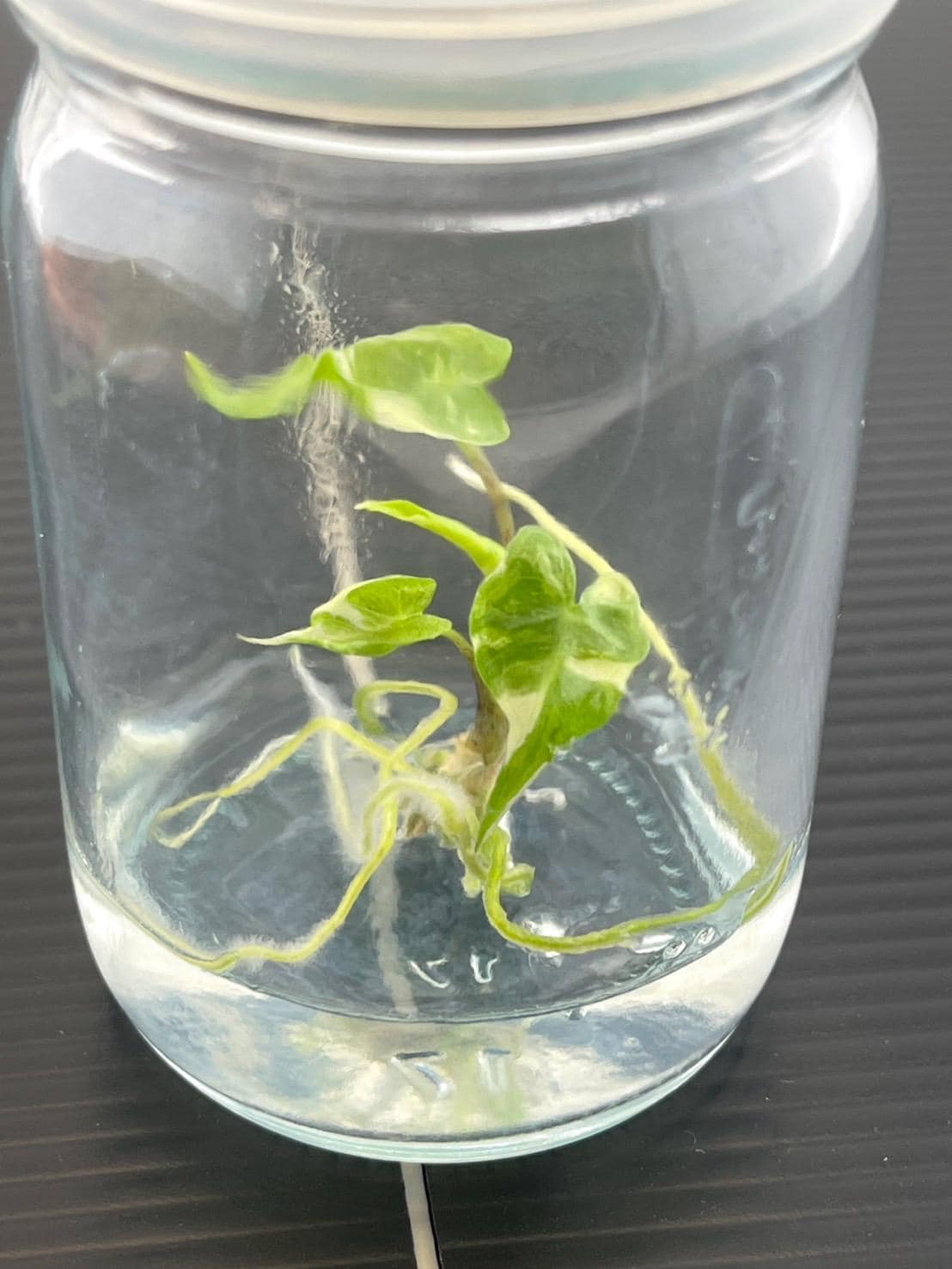 アロカシア・スティングレイ・アルボ斑入り（1株/袋）組織培養 - Etsy 日本