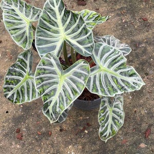 Palloncino Alocasia Heart (6 vasetti) spedizione gratuita