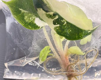 アロカシア・スティングレイ・アルボ斑入り（1株/袋）組織培養 - Etsy 日本