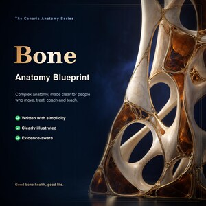 May include: The Cenaris Anatomy Series Bone Anatomy Blueprint features text on a dark background with a sculptural, organic, cream-colored and amber-toned lattice structure. Text includes: Bone, Anatomy Blueprint, Complex anatomy, made clear for people who move, treat, coach and teach, Written with simplicity, Clearly illustrated, Evidence-aware, Good bone health, good life.