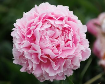 Sarah Bernhardt - Peony Root