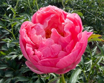 Coral Charm - Peony Root