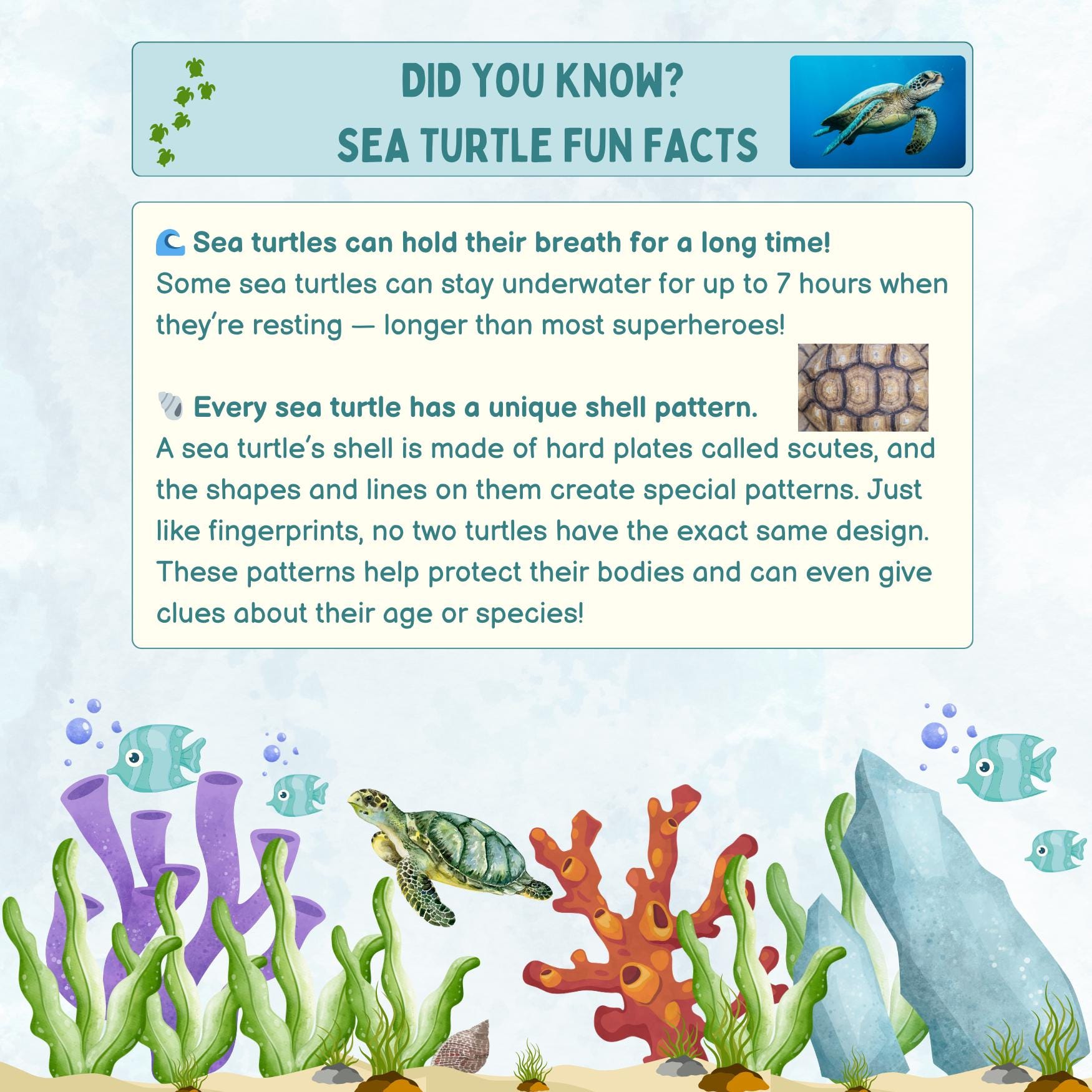 Life Cycle of a Sea Turtle - Mini Educational Book - Etsy Australia