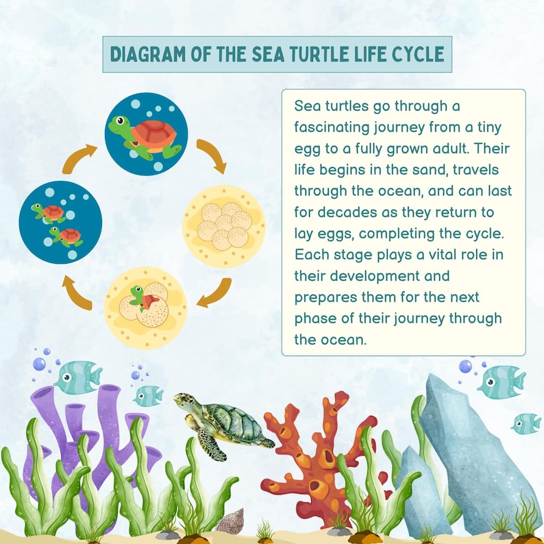 Life Cycle of a Sea Turtle - Mini Educational Book - Etsy