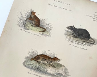 Roedor, Rata, Castor, Ratón Historia natural antigua Grabado, circa 1860 Grabado coloreado a mano Vida silvestre Arte mural original
