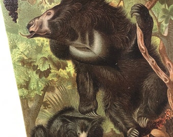 Sloth Mamá & Bebés Historia Natural Impresión, circa 1880 Litografía de Piedra Vida Silvestre Arte de pared original
