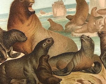 Sea Lion Antique Natural History Print, circa 1880 Stone Lit litografía Vida silvestre original arte de la pared