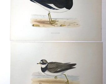 Sea Gull lot of 2 by FO Morris History of British Birds, Original Antique circa 1855 Stone Lithograph Ornithology Shorebird Wall Art