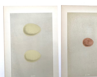 Morris Eggs lote de 2 de FO Morris History of British Birds, Original Antique circa 1855 Stone Litografía Ornitología Wall Art