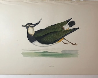 Peewit Waterfowl by FO Morris History of British Birds, Original Antique circa 1855 Lithograph Ornithology Shorebird Wall Art