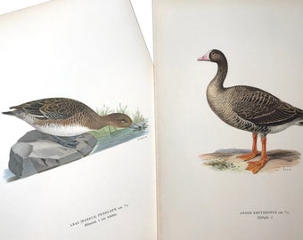 May include: Two vintage bird illustrations. One shows a duck with brown and white feathers, resting on a rock near water. The other depicts a goose with a white head patch, brown body, and orange legs. Both are on aged paper.