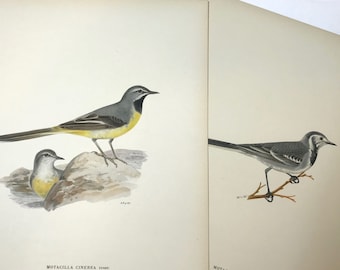Swedish Bird Print lot of 2 Svenska Faglar, Original Antique circa 1920 Stone Lithograph Ornithology Songbird Wall Art