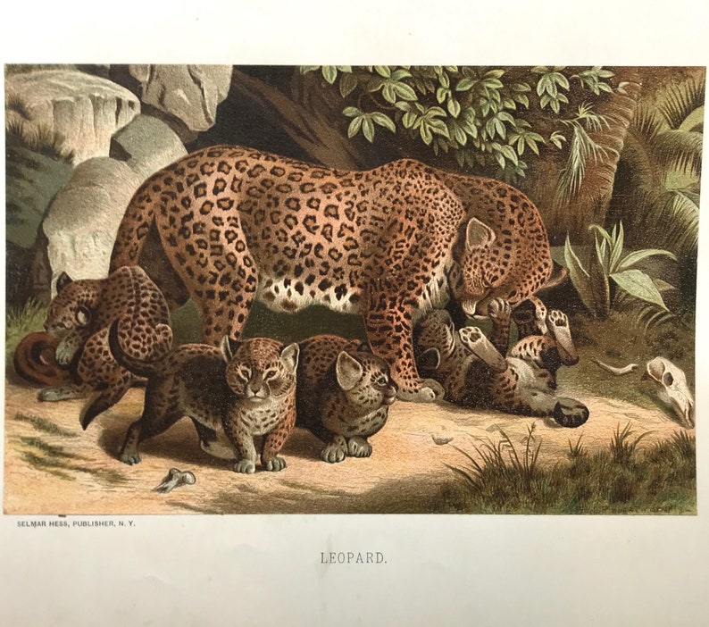 Leopard Mom & Babies Antique Natural History Prints, circa 1880 Stone Lithograph Wildlife Original Wall Art image 2