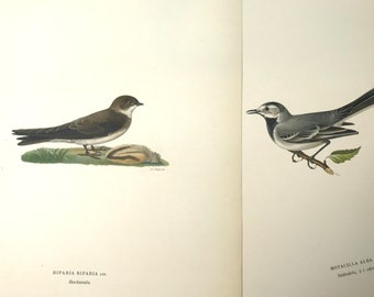 May include: Two detailed bird illustrations on a white background. The left image shows a brown bird with a white belly and a small, striped object. The right image depicts a white and gray bird perched on a branch with a green leaf.