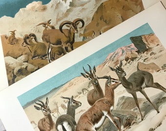 Cabra de montaña antigua, Gazelle Historia Natural Imprime Lote de 2, circa 1885 Litografía de piedra Vida silvestre arte original de la pared
