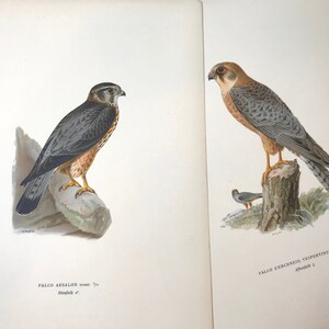 May include: Two detailed illustrations of falcons on a book page. The left image shows a falcon with gray and brown plumage perched on a rock. The right image depicts a falcon with similar coloring, perched on a tree stump. Text in the image identifies the birds.