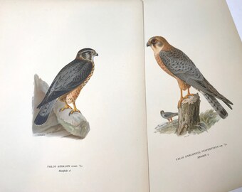 May include: Two detailed illustrations of falcons on a book page. The left image shows a falcon with gray and brown plumage perched on a rock. The right image depicts a falcon with similar coloring, perched on a tree stump. Text in the image identifies the birds.