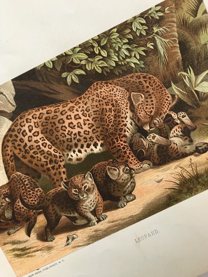 Leopard Mom & Babies Antique Natural History Prints, circa 1880 Stone Lithograph Wildlife Original Wall Art image 1