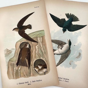 May include: Two antique bird prints showcasing detailed illustrations of swallows and swifts. One print features a Chimney Swift and Bank Swallow, the other a Barn Swallow. The prints have a cream background with text at the bottom.