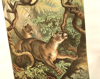 Puma Historia Natural Grabado, circa 1880 Litografía de piedra Vida silvestre Arte mural original