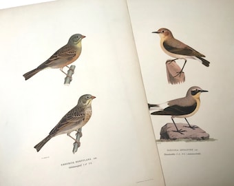 May include: Two pages from a vintage bird illustration book. The pages feature detailed, colorful drawings of various bird species. One page shows two birds perched on branches, while the other displays two different birds, one on a rock and the other on a wooden block.