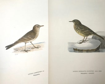 Swedish Bird Print lot of 2 Svenska Faglar, Original Antique circa 1920 Stone Lithograph Ornithology Songbird Wall Art