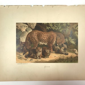 Leopard Mom & Babies Antique Natural History Prints, circa 1880 Stone Lithograph Wildlife Original Wall Art image 3