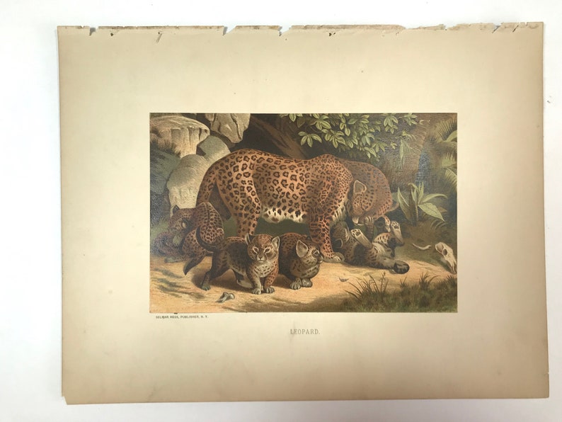 Leopard Mom & Babies Antique Natural History Prints, circa 1880 Stone Lithograph Wildlife Original Wall Art image 3