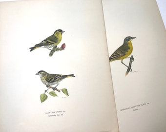 May include: Vintage botanical illustration featuring three detailed drawings of birds. The birds are perched on branches with leaves and a pine cone. The illustrations are in shades of yellow, green, and brown, set against a white background. Text in the image identifies the birds.
