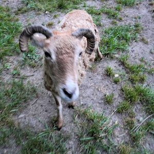 May include: A close-up shot of a ram with large, curved horns. The ram has light brown fur and a white face. It is standing in a grassy area with dirt and green grass.