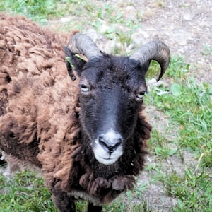 May include: A close-up of a sheep with dark brown and black fur. The sheep has large, curved horns and is looking directly at the camera. The background is green grass.