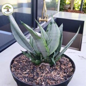 May include: A potted Sansevieria plant, or snake plant, with silvery-green leaves. The plant is in a black plastic pot filled with soil and wood chips. The BonsaiSpot logo is visible in the upper left corner.