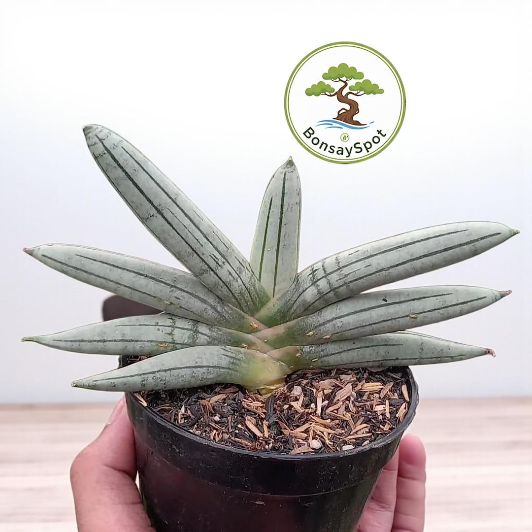 Boncel Sansevieria Boncel Platinum Unique Plant Snake Plant Variegated - Etsy