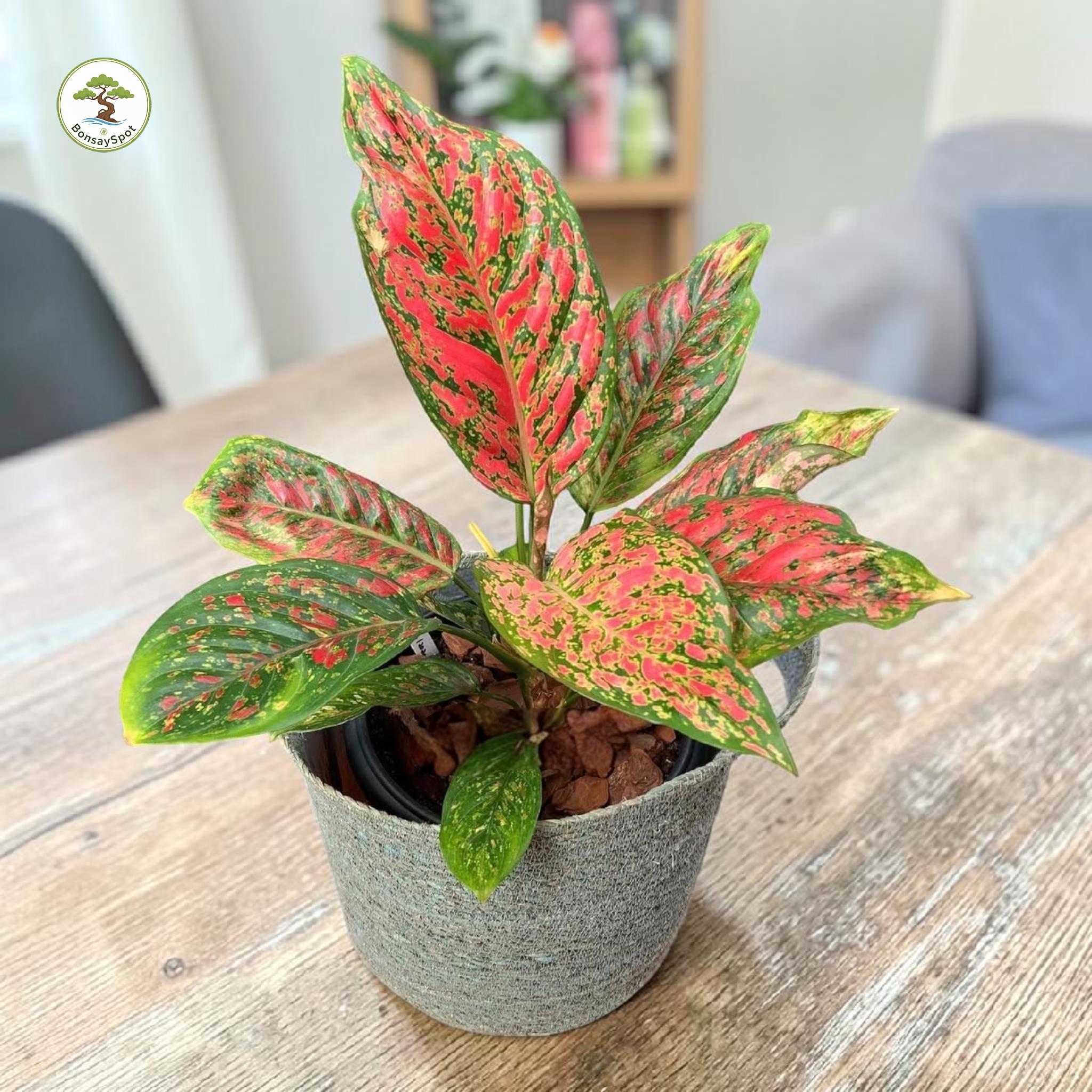Aglaonema stripes - Etsy 日本