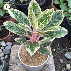 Aglaonema minion zeldzame plant - plant voor binnen en buiten Aroid tropische kamerplant nieuwe plant