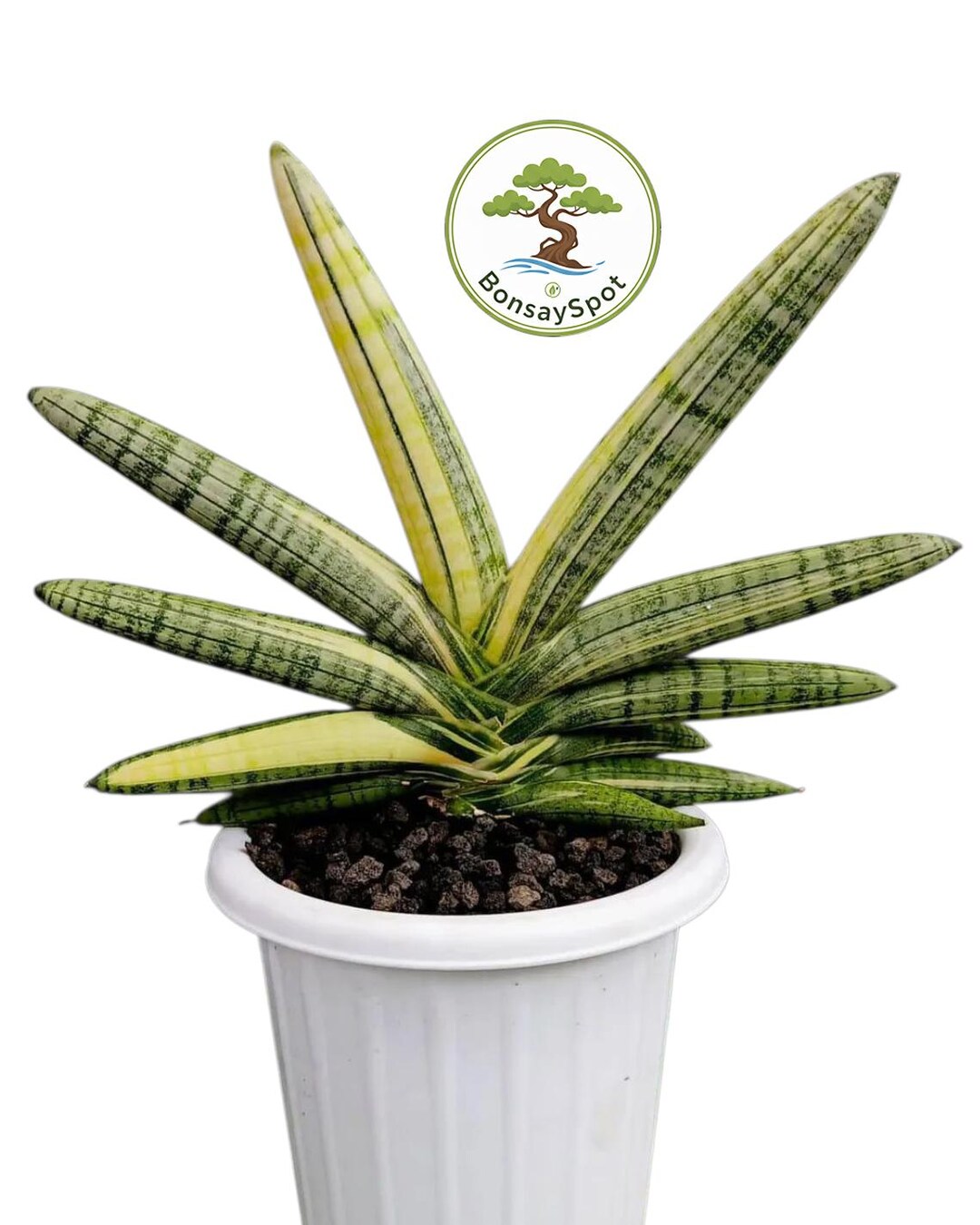 Boncel Sansevieria Boncel Variegated Unique Plant Snake House Plant - Etsy