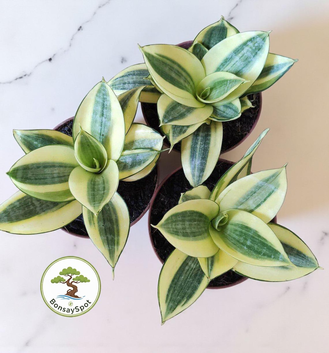 Sansevieria Golden Hanni Scales Variegated Unique Snake Plant - Etsy