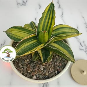 May include: A potted Sansevieria plant with green and yellow striped leaves. The plant is in a white ceramic pot filled with small stones. A small, round, beige lid sits to the right of the pot. The BonsaiSpot logo is visible on the left.